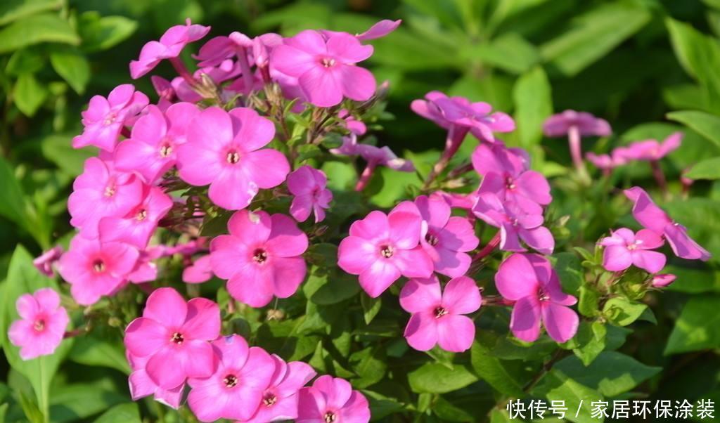 『较高』喜欢养护花卉，就养护“五颜六色”的美女樱，花期长，开花量繁多