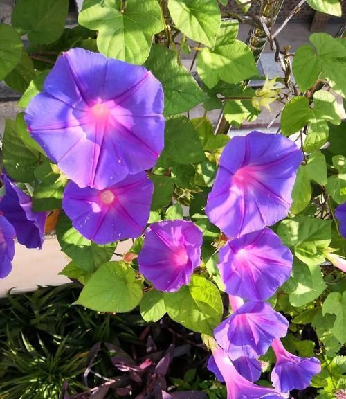  【翻天】5种花，名字土掉渣，架势却不小，花一开美翻天！