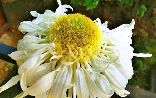  #牡丹#喜欢牡丹，不如试试“珍稀菊花”冰盘托桂，似金球银玉，美丽端庄
