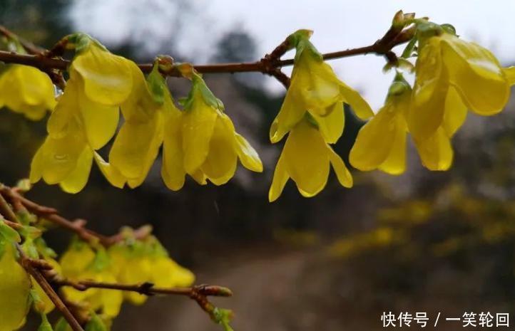  春天@张家庄的春天：连翘花开缀山间！