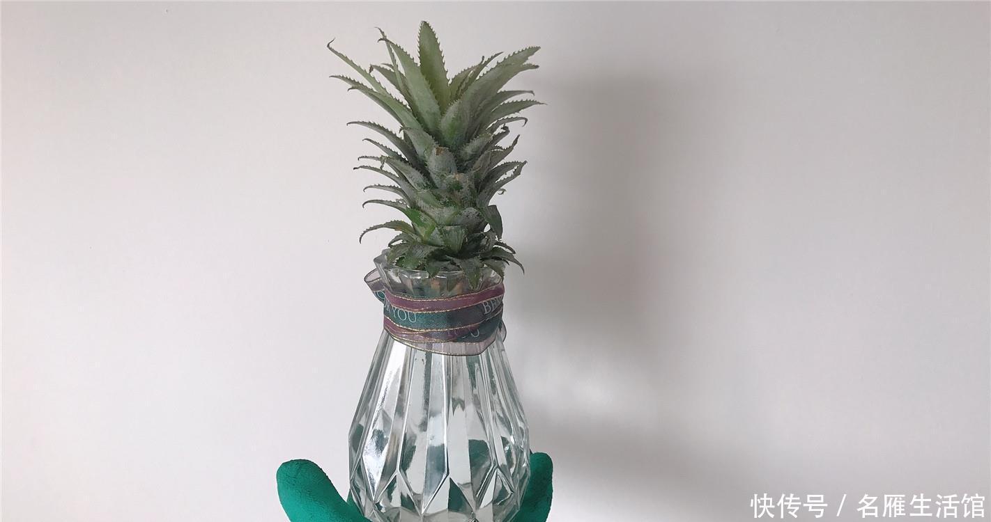  盆栽@菠萝水培4细节：免费小盆栽，2年后吃果，去捡1个菠萝头吧！