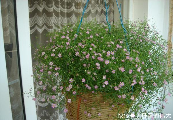 『植物』“满天星”按此方法养,1年开花300天,开出一条“巨型银河”