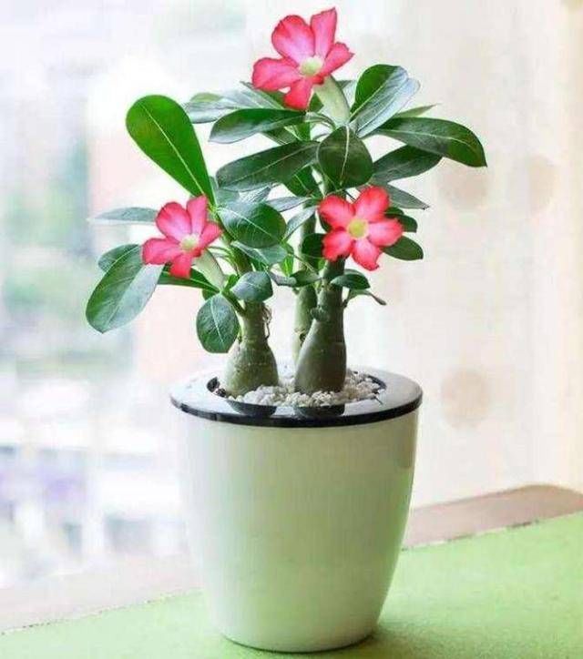  植物@家里养这些花的，最好别对它们“献殷勤”，不然分分钟“死给你看”