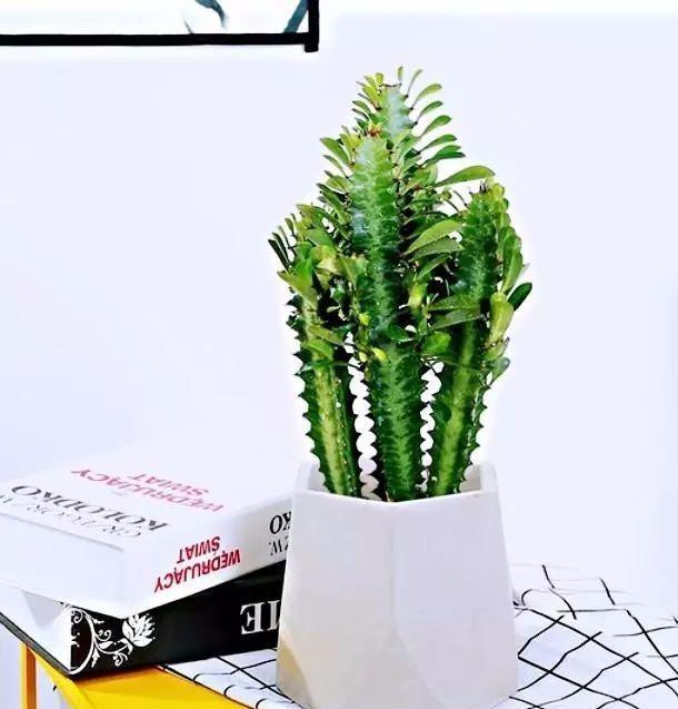 嫁接|你知道什么是龙骨花吗?你知道用它来嫁接什么吗?可别嫁接错了