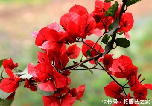  「夫人」“珍稀玫瑰”莱克夫人，粉红鲜嫩，清新脱俗，庭院养花首选
