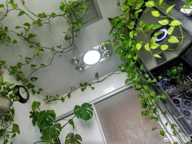 「得像」急性子就养铜钱草,俩月爆满整个家,多得像生物入侵