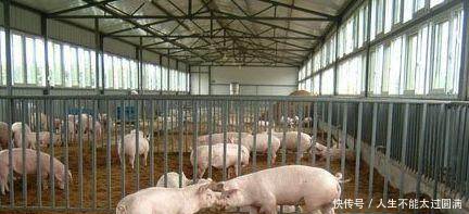 猪价什么时候能迎来大涨也许还需要2年时间！