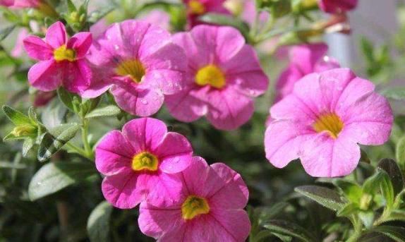  『清新』这几款花卉颜值高，养在阳台只要有水就能活，花朵清新淡雅，超美