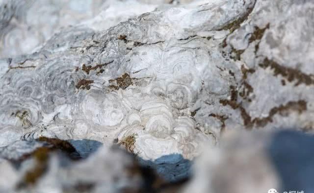 石头会呼吸 粉红花田上千亩 重庆这个景区一天穿越一亿年