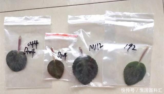  『扦插』空气生根扦插法，有效的懒人养花方法！揪片叶子丢袋子，太好活了