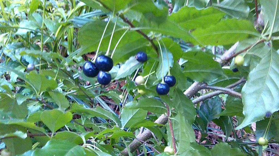  #种野果#农村杂草，叶子可以用作凉茶。 现在卖50元一斤也不求