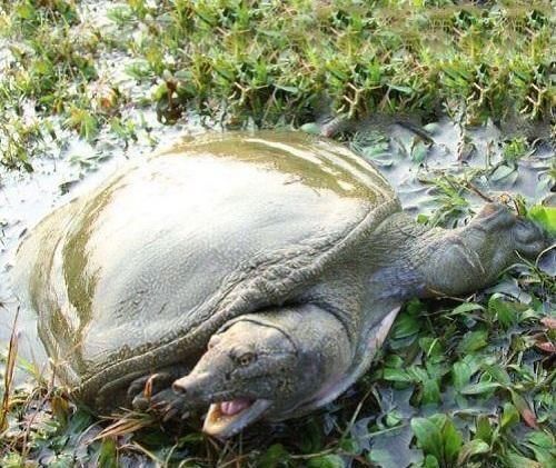 泗洪市民捕获26.6斤野生甲鱼，没人收购将放生, 你怎么看？