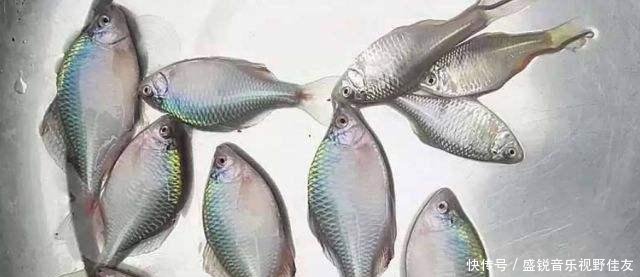 乡下人@乡下人以前嫌弃的小河鱼，如今变成稀缺货，几十块钱一斤