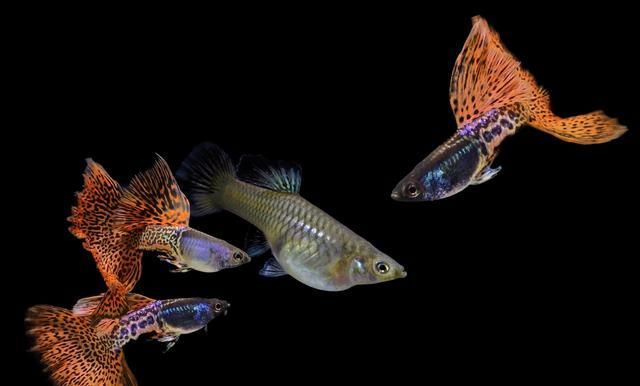  【均表现为】孔雀鱼太好繁殖啦，所以孔雀鱼的品种多到让你数不过来！