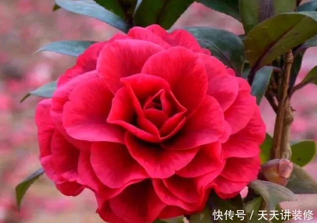 『盆土』茶花搬到室内就掉叶枯花苞?盆土浇不透水是祸端,要选对浇水方法