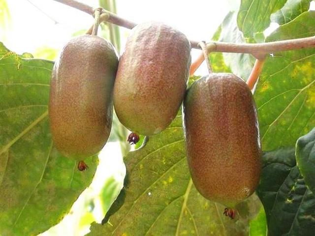 农村又一“新兴”奇异宝树，根、茎、叶都是良药，果卖50元一斤!