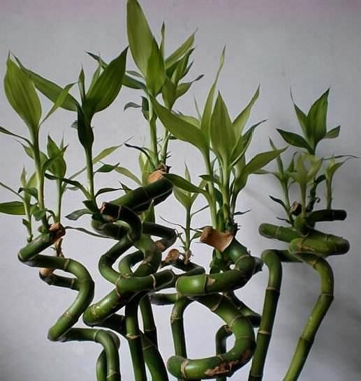  工作就|怎样把富贵竹养成多头老桩？注意2点，6个月左右达到目的！