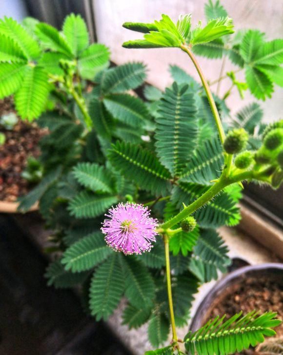 家中的小孩@花市常见这种草,小朋友都喜欢,叶子会闭合,千万不要给孩子买