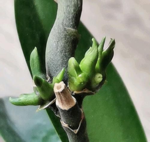  『再次开』谢花的蝴蝶兰花梗不用剪，只需一招，花梗再次爆芽开花满枝头