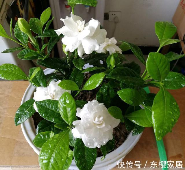 『栀子花』家庭养栀子花,秋季别忘“换盆施肥”,长成一棵树,花多株型美