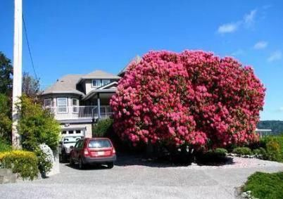 世界最贵的5棵树，中国的这一棵价格过亿，基本没人知道