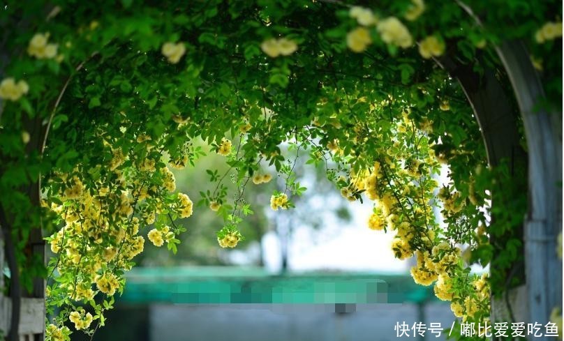 『花小』黄木香花花朵朵,花小无味装饰美
