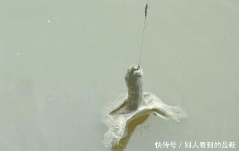  更好|为什么说“退水鱼难钓”？密度大不是更好钓吗？老钓客说出了原因