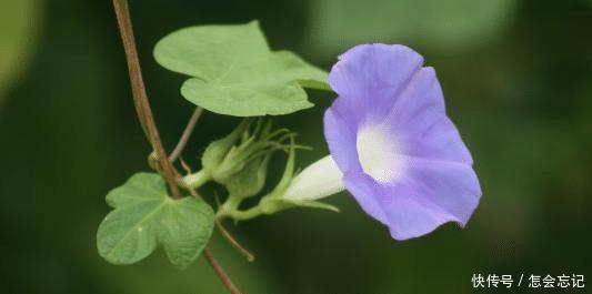 适合■温柔体贴,勤俭持家,婚后适合在家里相夫教子的四大星座女