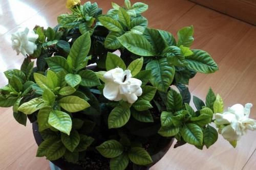 【寓意】这3类植物,寓意好,净化空气'吸'甲醛,欣赏价值高又好养