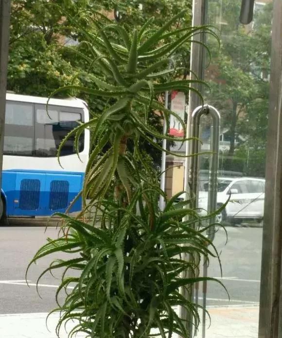 「旺盛」芦荟玉树不值钱,养成老树真霸气,玉树临风,群英荟萃,家门旺盛