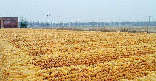  玉米■农村遇小贩收粮食，“应该注意”的一点农民要记清