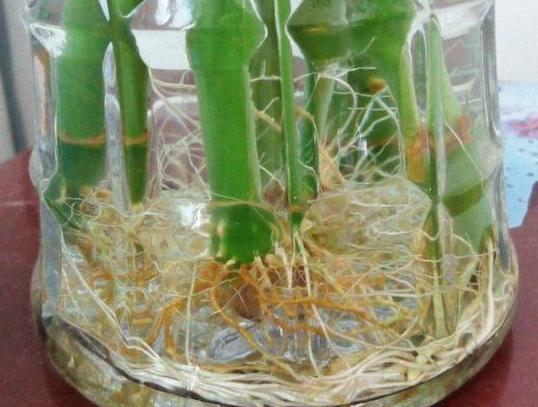  富贵竹■养花偏爱水培植物？就栽种招财富贵竹，注重4点枝叶繁茂、根壮