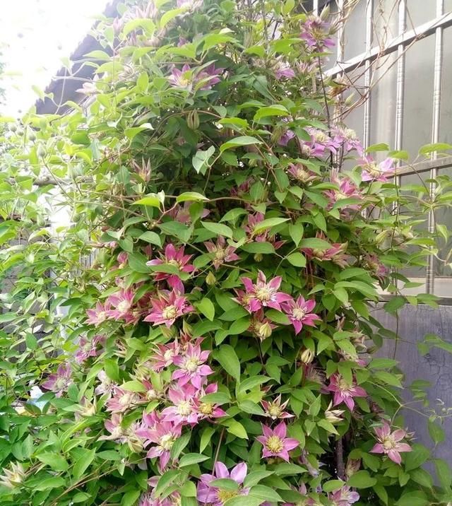  【满园】绿萝吊兰别再养,此花养法简单,花期7个月,一开就是花满园