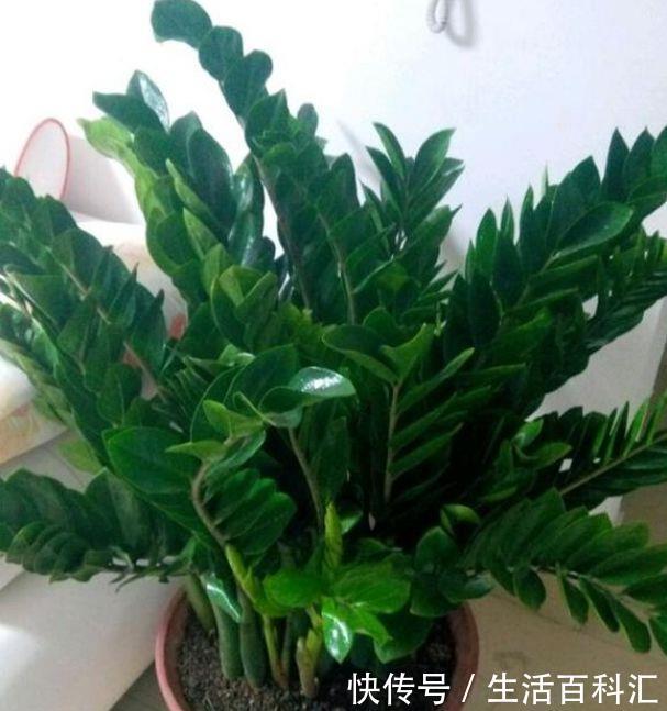 「家里」几种带金的吉祥花,好养好看寓意吉祥,养家里金贵满堂,必备佳品
