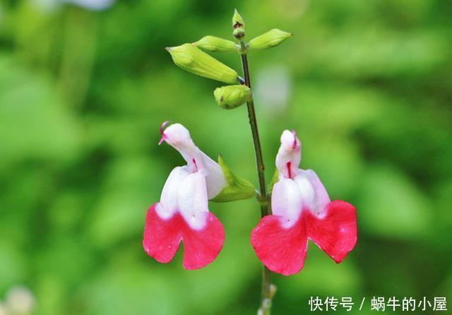 「鼠尾草」看这些花的名字,以为是野草,没想到开花后,有的优雅有的可爱