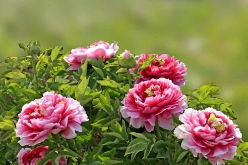  『植物』为什么有人把花朵形容为植物的“面容”它们有什么不一样的呢？