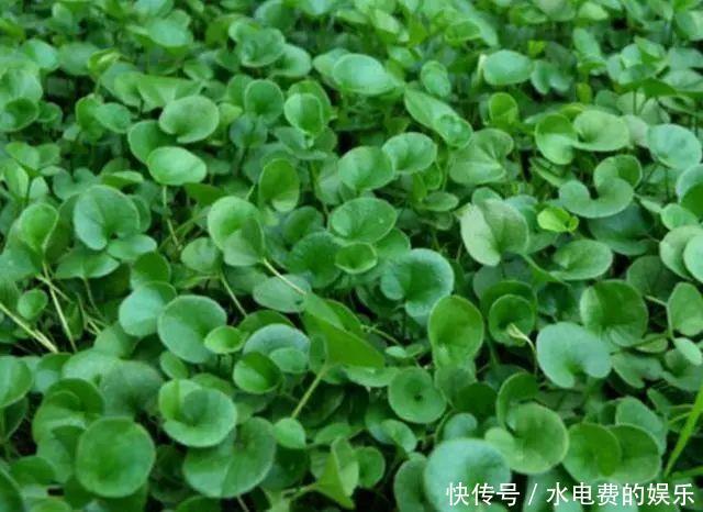 农田里的野草，农民当杂草除，城里卖8元一斤，是上好野菜