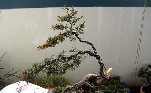 农村这种植物，可盆栽做盆景，是一些城市的绿化植物