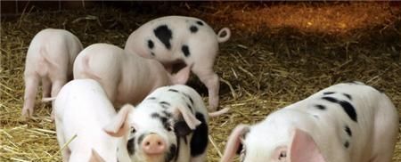  农户：现在鼓励农户养猪，那剩饭剩菜可以喂猪吗？