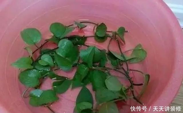  『绿萝』养花技巧：春天赶紧扦插绿萝，扯根枝插3盆，5种方法个个好活！