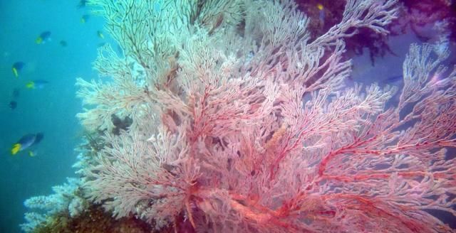 名副其实超值海岛!20元吃大虾,人均200住酒店,顺便考下潜水证