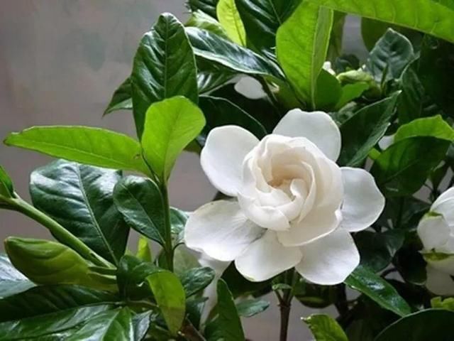 合适:立夏以后养栀子花,记住“2多、2合适”,咕噜冒花苞