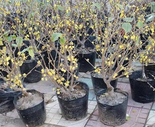 【枝条】茉莉花、绣球花,也不如2种“盆景树”,茎干、枝条好看,价值高