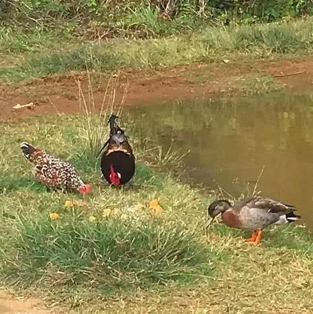 物以稀为贵,绿毛鸭竟能活出大熊猫的既视感