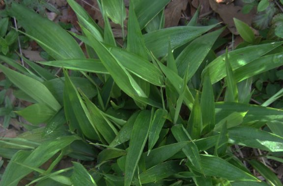  「除掉」农村若遇“此物”，请别除掉，珍惜它，因为当前价值极
