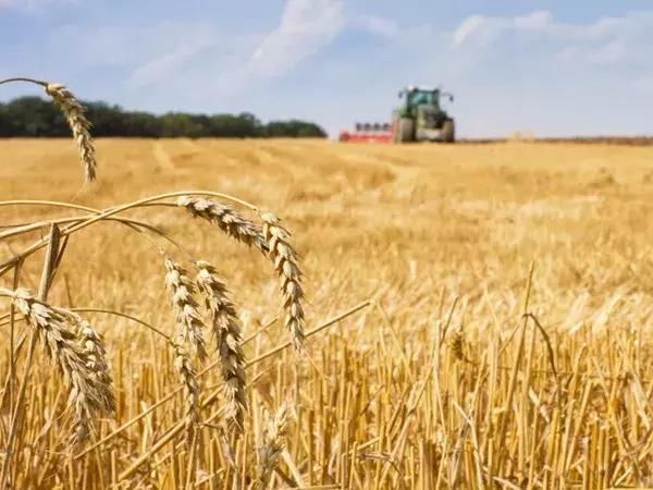 现在小麦啥情况了?听说有的地方小幅上涨了?