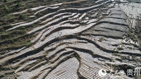  『基地』纳雍县猪场乡：抢抓农时春耕忙 就近就业促农增收