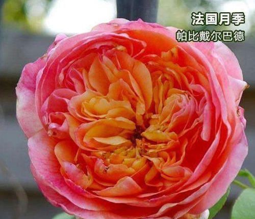  【花型】庭院养花就选“高端月季”戴尔巴德，花型丰满，高贵优雅