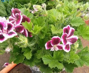  「花型」蝴蝶梅：春季开花早，花色丰富，花型像似蝴蝶，适合家庭养护