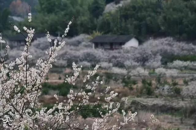 梅花开了!福州赏梅地图新鲜出炉，现在就去!